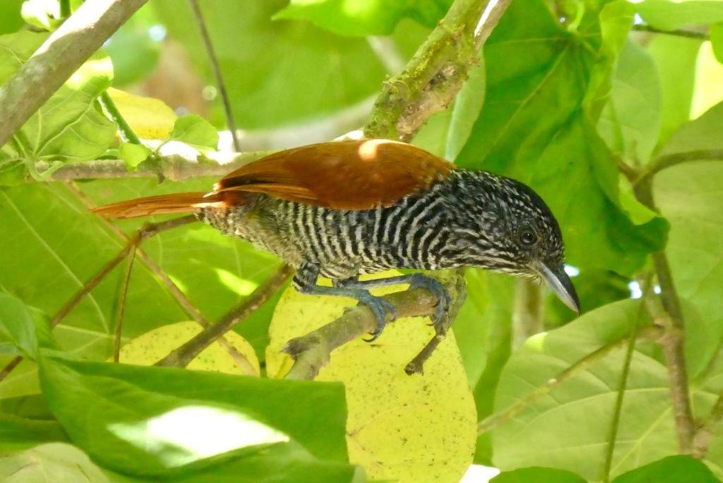 Pousada Mangue Seco Itaunas  Eksteriør billede